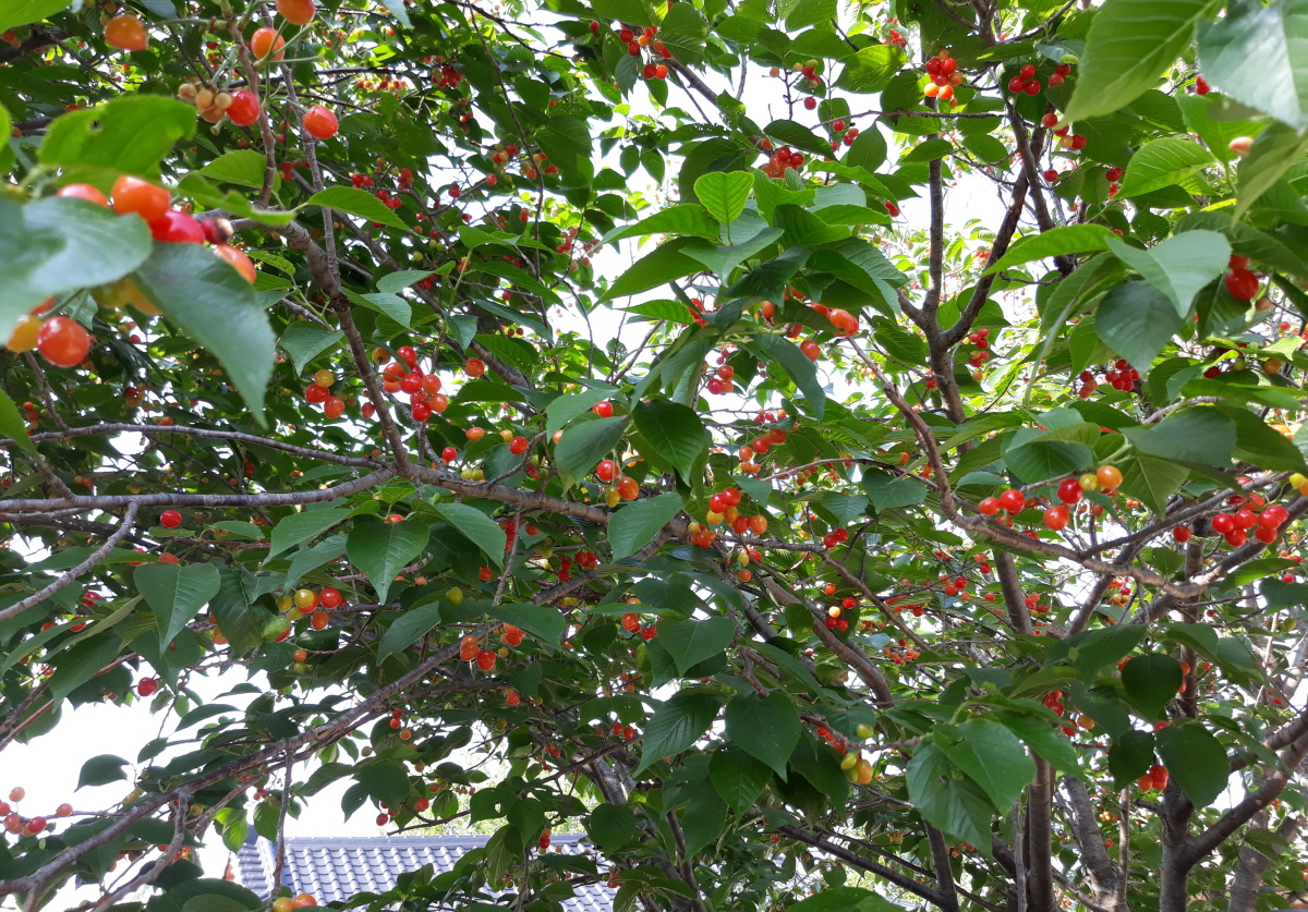 경주 한옥 민박 그린&힐링 아래채(민박) 