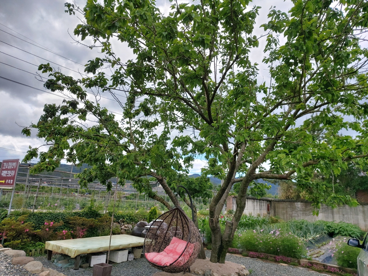 경주한옥민박 그린&힐링 외부 밭과 화단 힐링쉼터 사진