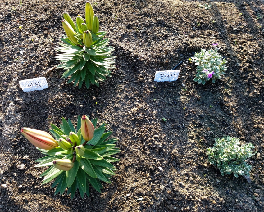 경주한옥민박 그린&힐링 외부 밭과 화단 힐링쉼터 사진