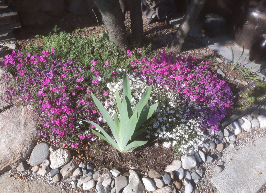 꽃잔디
흰색과 붉은색꽃이 어울려 있습니다.