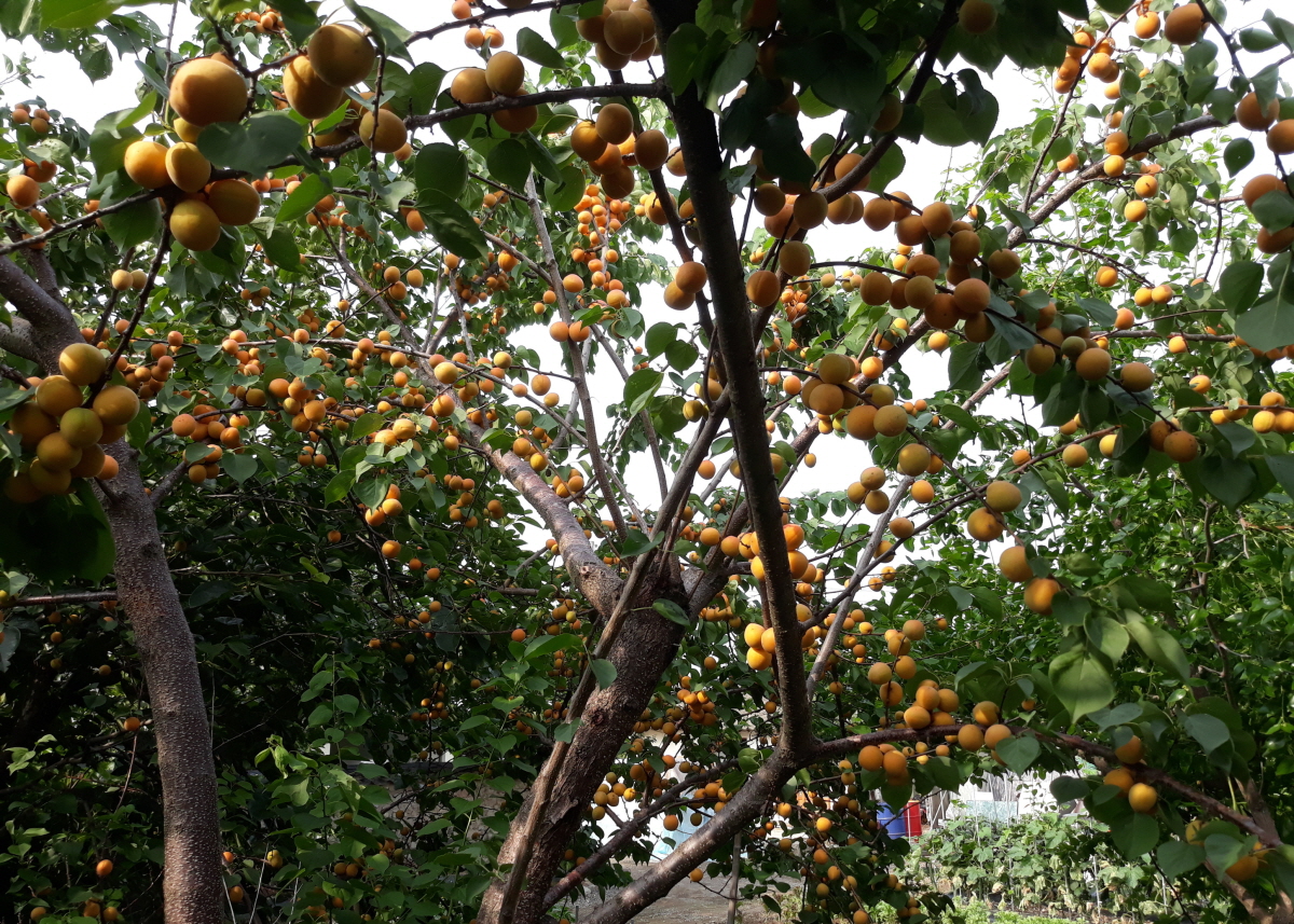 경주한옥민박 그린&힐링 외부 밭과 화단 힐링쉼터 사진