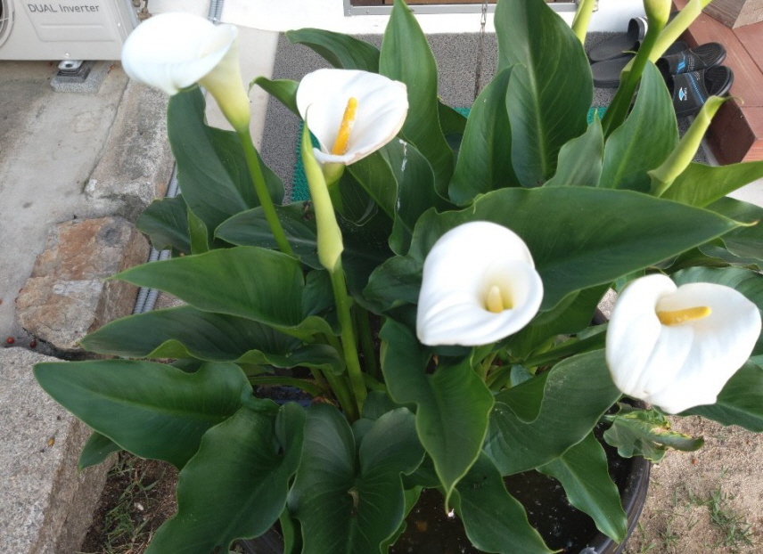 물카라
수반에 물카라꽃이 활짝 피었습니다.