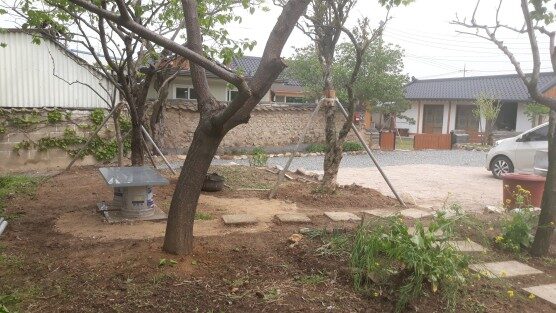 살구나무에 살구가 나무가지가 휘어질 정도로 달렸습니다