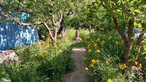 2025.6.5일(목) 뽕나무, 텃밭 작물