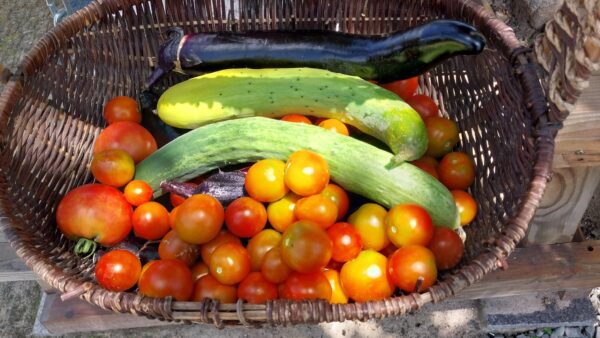 2025.7.2(수) 그린&힐링 여름